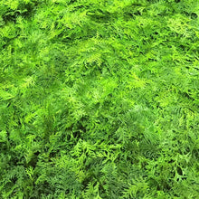將圖片載入圖庫檢視器 hinoki LAB aroma mist Refresh hinoki leaf 150ml - hinoki LAB
